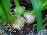 20 PREGNANT ONION SEEDS aka False Sea Onion Lily Ornithogalum Caudatum Flower