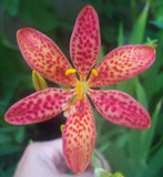 10 FRECKLE FACE BLACKBERRY / LEOPARD LILY Flower Seeds