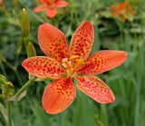 10 FRECKLE FACE BLACKBERRY / LEOPARD LILY Flower Seeds