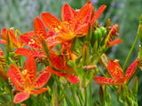 10 FRECKLE FACE BLACKBERRY / LEOPARD LILY Flower Seeds