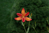 10 FRECKLE FACE BLACKBERRY / LEOPARD LILY Flower Seeds