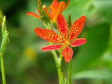 10 FRECKLE FACE BLACKBERRY / LEOPARD LILY Flower Seeds