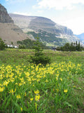 10 YELLOW GLACIER LILY Erythronium Grandiflorum Avalanche Dogtooth Flower Seeds