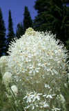 100 BEAR GRASS aka BEAR LILY Beargrass Ornamental Xerophyllum Tenax Flower Seeds