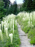 100 BEAR GRASS aka BEAR LILY Beargrass Ornamental Xerophyllum Tenax Flower Seeds
