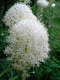 100 BEAR GRASS aka BEAR LILY Beargrass Ornamental Xerophyllum Tenax Flower Seeds