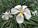25 WHITE AFRICAN IRIS Fortnight Lily Dietes Iridioides Butterfly Flower Seeds