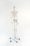 Human Skeleton Anatomical Model 180cm