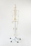 Human Skeleton Anatomical Model 180cm
