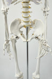 Human Skeleton Anatomical Model 180cm