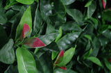 Portable UV Artificial Hedge Plant Photinia 75cm X 75cm