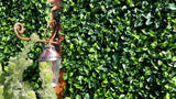 Jasmine Leaf Screens / Panels UV Stabilised 1m X 1m