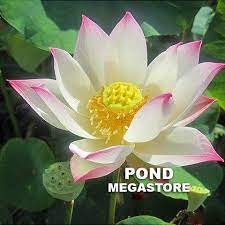 Lotus Seeds Nelumbo Nucifera Aquatic Water Plant Pond Bonsai Flowers