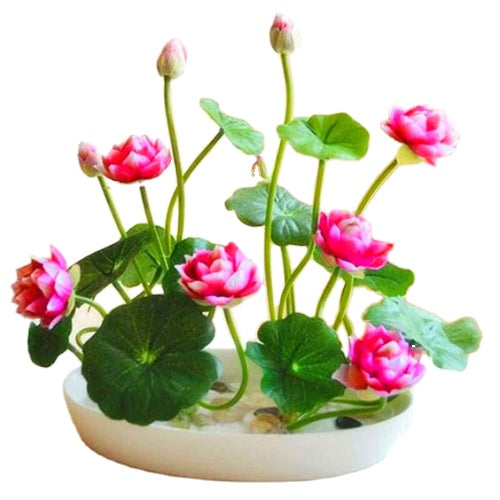 Lotus Flower Seeds Hydroponic Plant Bonsai Variety Mixed Multicolour .