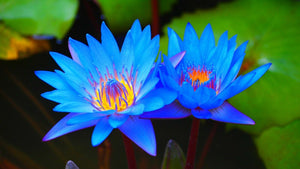Blue Purple Bowl Mini Lotus Seeds Garden Aquatic Plants Seeds