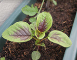 Amaranth- Red Leaf