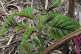 Amaranth- Red Leaf