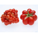 Tomato- Reisetomate