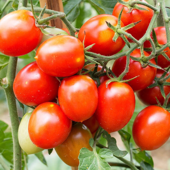 Tomato- Riesentraube