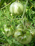 Tomato- Aunt Ruby's Green