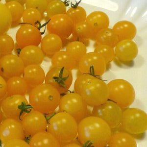 Tomato- Yellow Currant