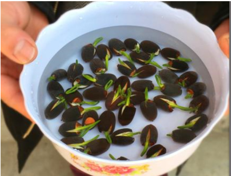 premium bonsai lotus flower seeds Lotus Flower Seeds Hydroponic Plant Bonsai Variety Mixed Multicolour