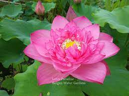 Fire Lotus Seeds Nelumbo Nucifera Aquatic Water Plant Pond Bonsai Flowers