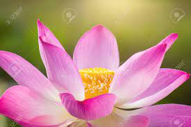 Light Pink Lotus Seeds Nelumbo Nucifera Aquatic Water Plant Pond Bonsai Flowers