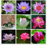 Lotus Flower Seeds Hydroponic Plant Bonsai Variety Mixed Multicolour .
