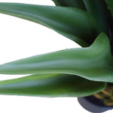 Agave 60cm Plant