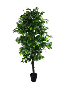 Mixed Green Bushy Ficus 180cm