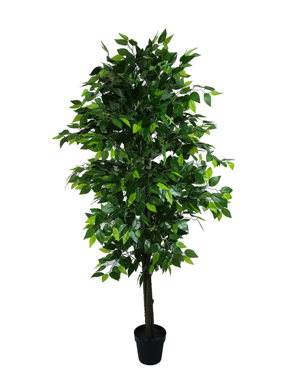 Mixed Green Bushy Ficus 180cm