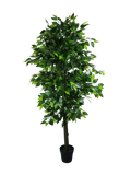 Mixed Green Bushy Ficus 180cm