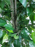 Mixed Green Bushy Ficus 180cm