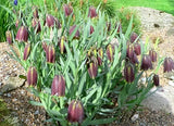 10 CHECKER LILY Fritillaria Affinis Chocolate Mission Bells Flower Seeds *CombSH