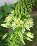 20 PREGNANT ONION SEEDS aka False Sea Onion Lily Ornithogalum Caudatum Flower