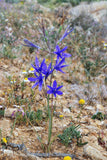 10 BLUE SIBERIAN LILY Mountain Ixia Altai Ixiolirion Tataricum Flower Seeds