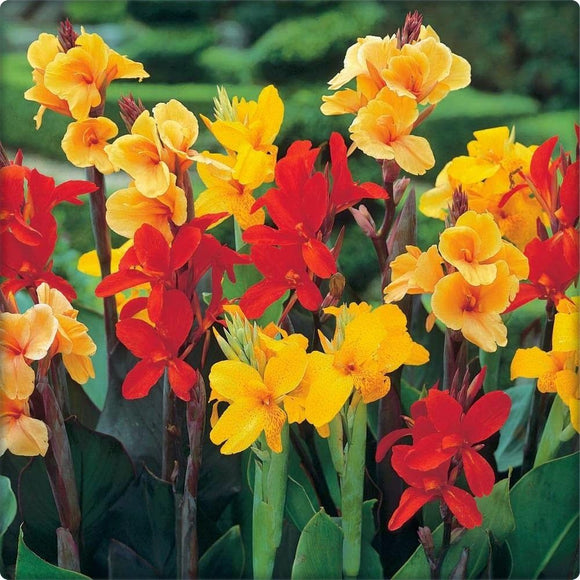 5 MIXED CANNA LILY Generalis Mix Colors Red Yellow Hummingbird Flower Seeds
