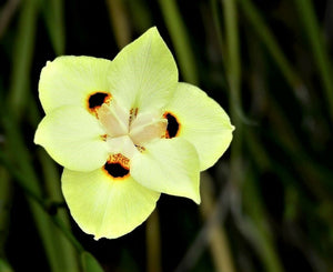 20 YELLOW AFRICAN IRIS Fortnight Lily Dietes Bicolor Butterfly Flag Flower Seeds