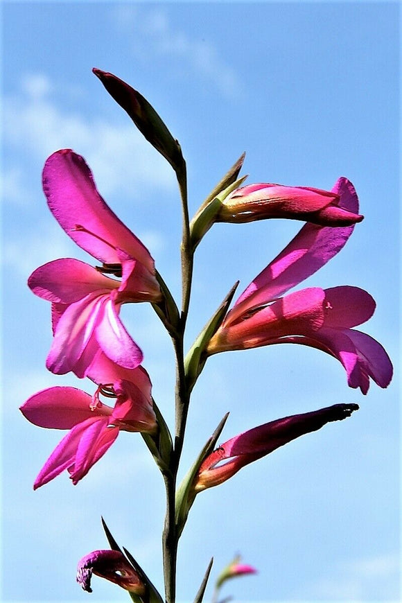 lily flower in italian 10 ITALIAN GLADIOLUS Italicus Sword Lily Purple Pink Flower Seeds *Flat Shipping