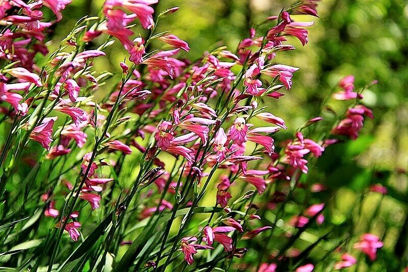 lily flower in italian 10 ITALIAN GLADIOLUS Italicus Sword Lily Purple Pink Flower Seeds *Flat Shipping