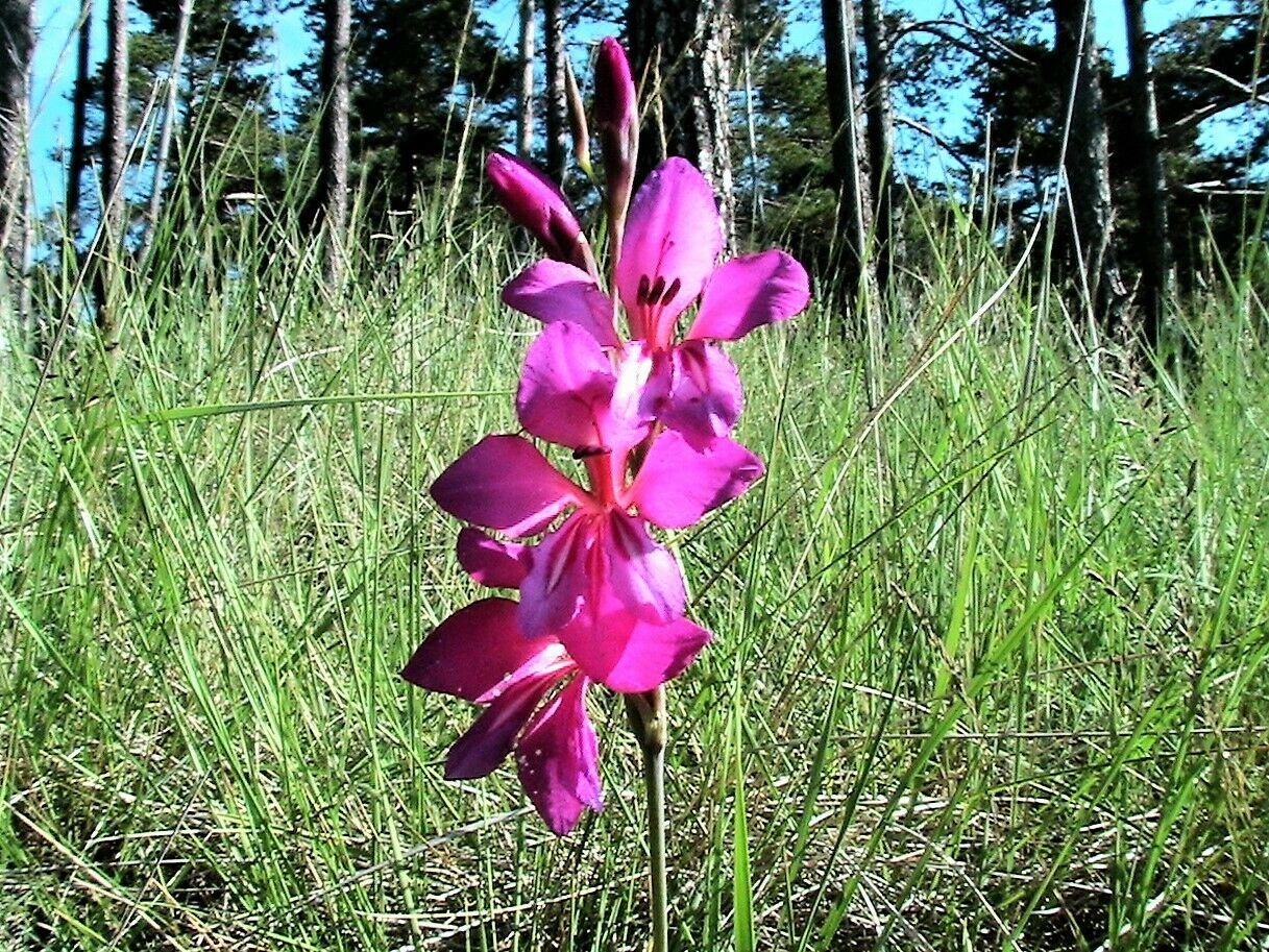 lily flower in italian 10 ITALIAN GLADIOLUS Italicus Sword Lily Purple Pink Flower Seeds *Flat  Shipping