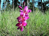 10 ITALIAN GLADIOLUS Italicus Sword Lily Purple Pink Flower Seeds *Flat Shipping
