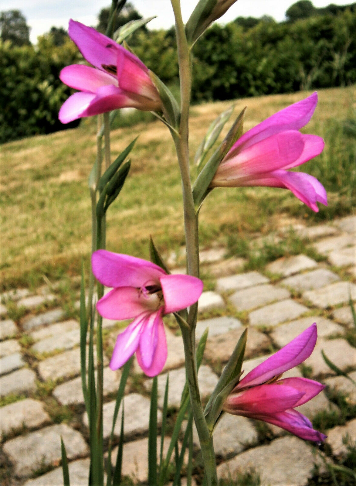 lily flower in italian 10 ITALIAN GLADIOLUS Italicus Sword Lily Purple Pink Flower Seeds *Flat  Shipping
