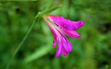 10 ITALIAN GLADIOLUS Italicus Sword Lily Purple Pink Flower Seeds *Flat Shipping