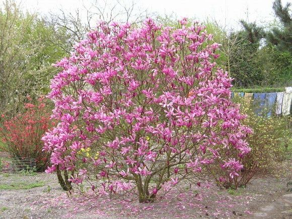 plant mulan's tree seeds Magnolia Liliiflora Shrub Bush Seeds, Mulan Tulip Lily Flower Magnolia, USA