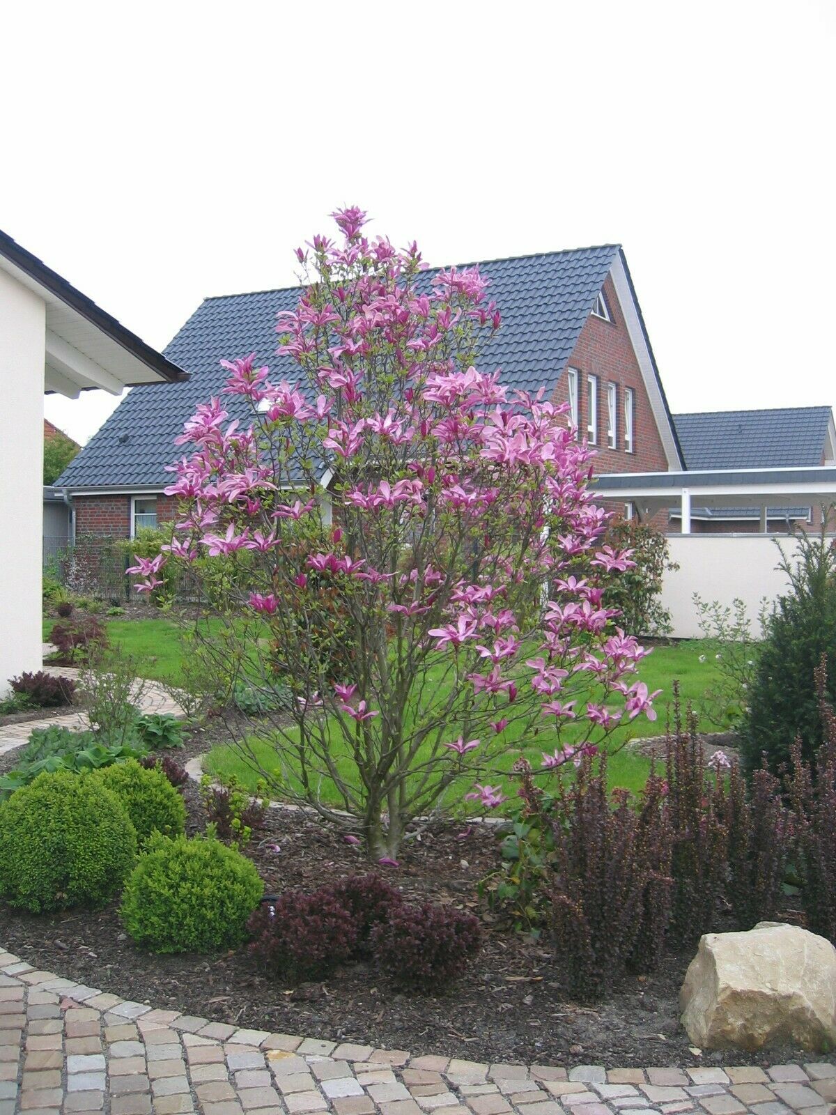 plant mulan's tree seeds Magnolia Liliiflora Shrub Bush Seeds, Mulan Tulip Lily Flower Magnolia, USA