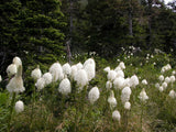 100 BEAR GRASS aka BEAR LILY Beargrass Ornamental Xerophyllum Tenax Flower Seeds