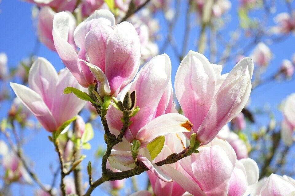 lily magnolia flower tree 5 LILY MAGNOLIA Flower TREE Pink & Purple Fragrant Tulip Magnol Liliiflora  Seeds