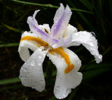 25 WHITE AFRICAN IRIS Fortnight Lily Dietes Iridioides Butterfly Flower Seeds